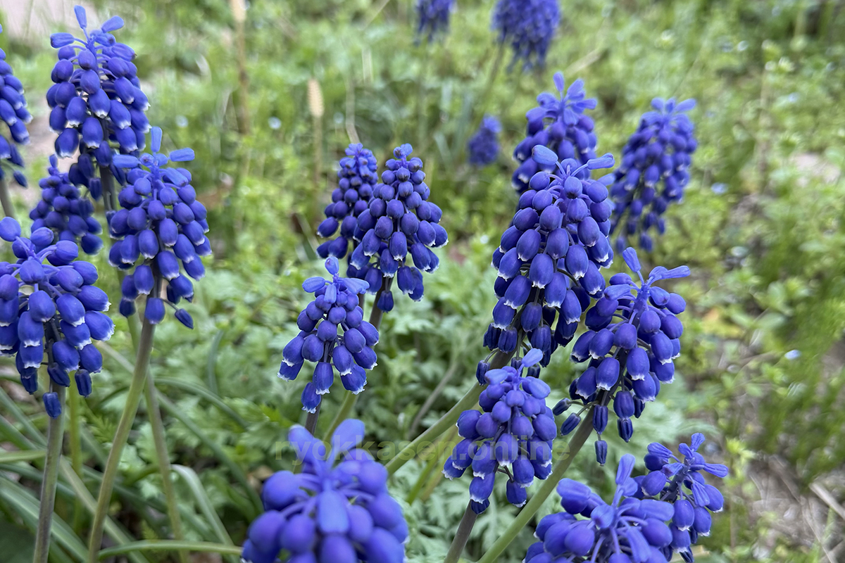 grape hyacinth