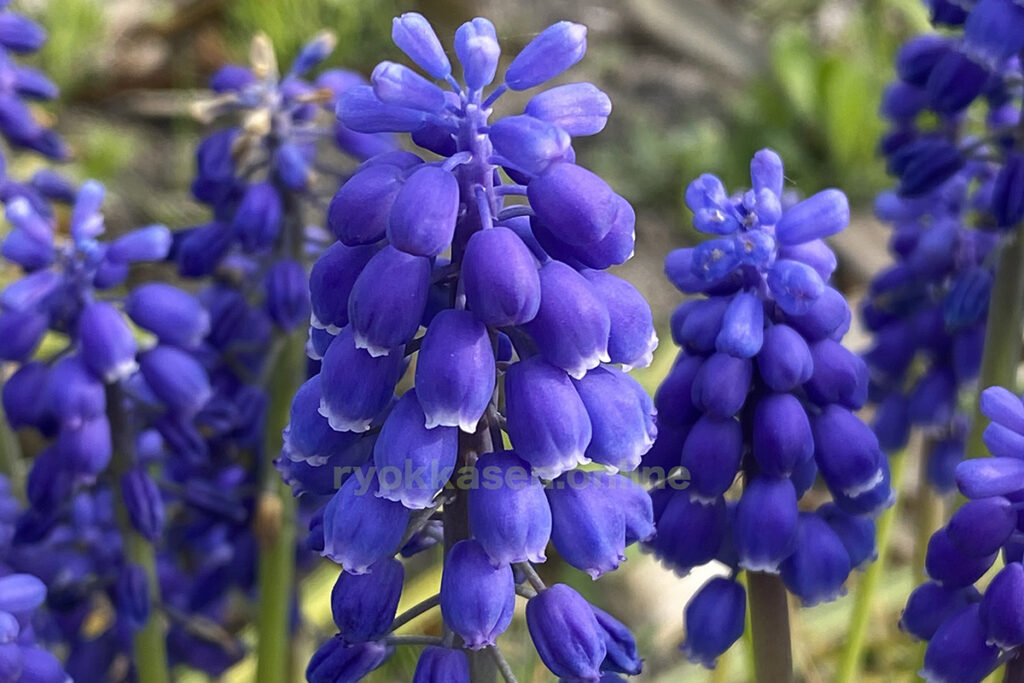 grape hyacinth