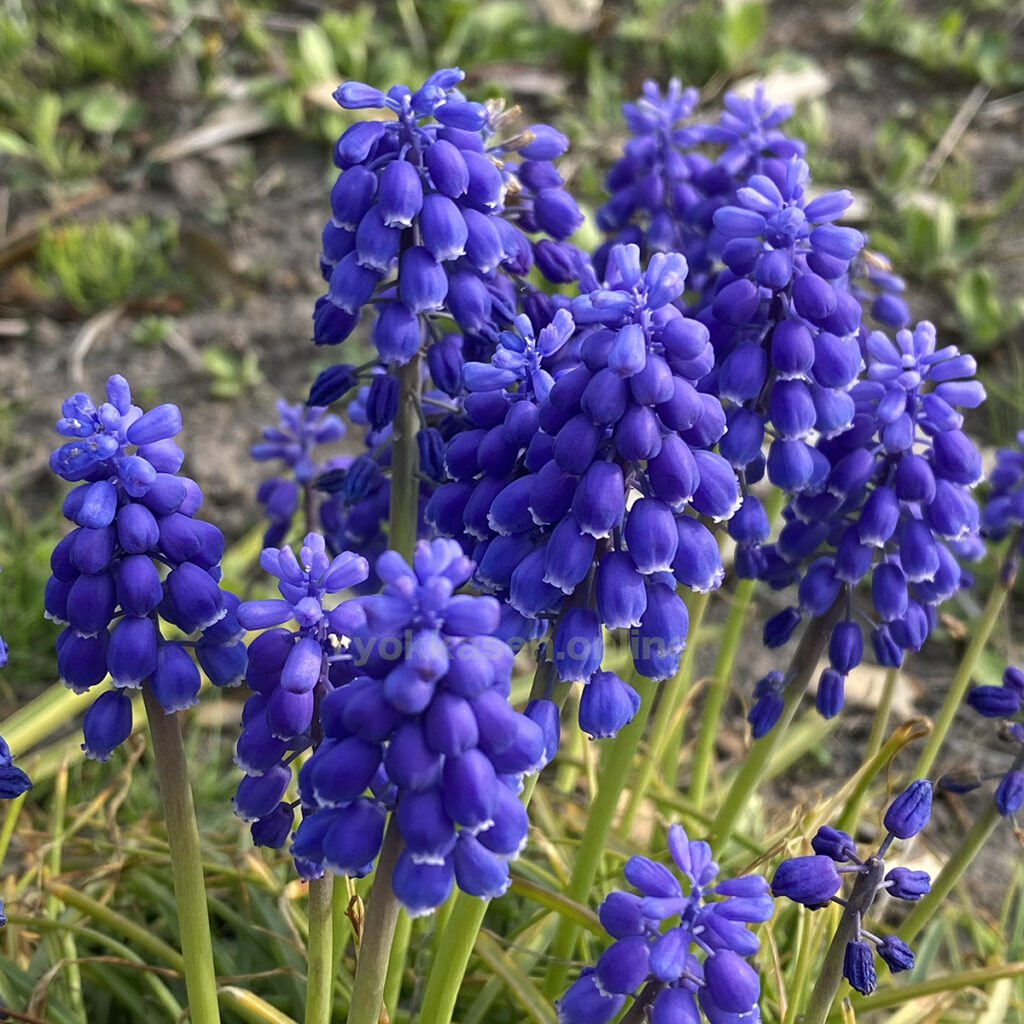 grape hyacinth
