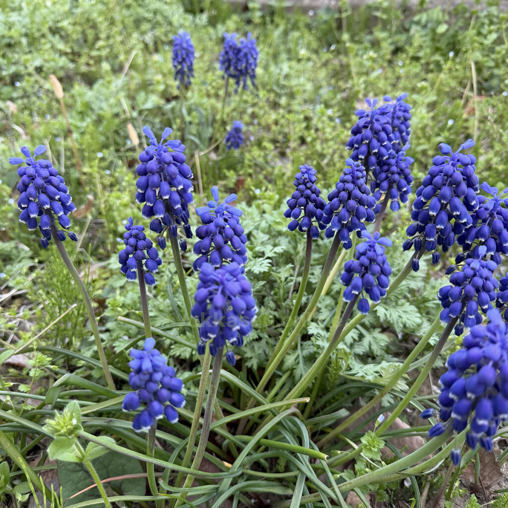 grape hyacinth
