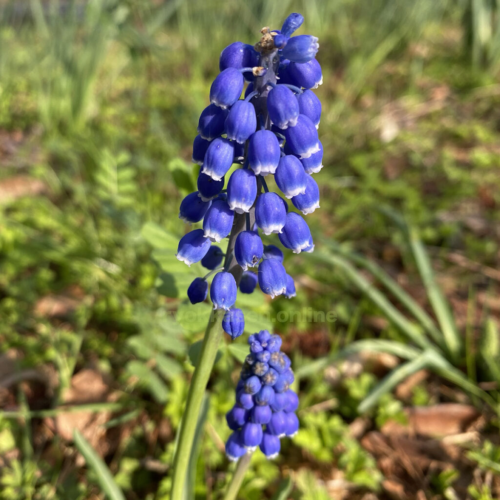 grape hyacinth