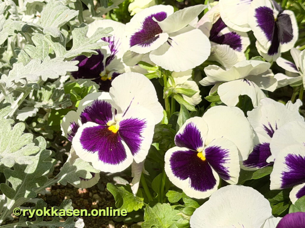 pansy
