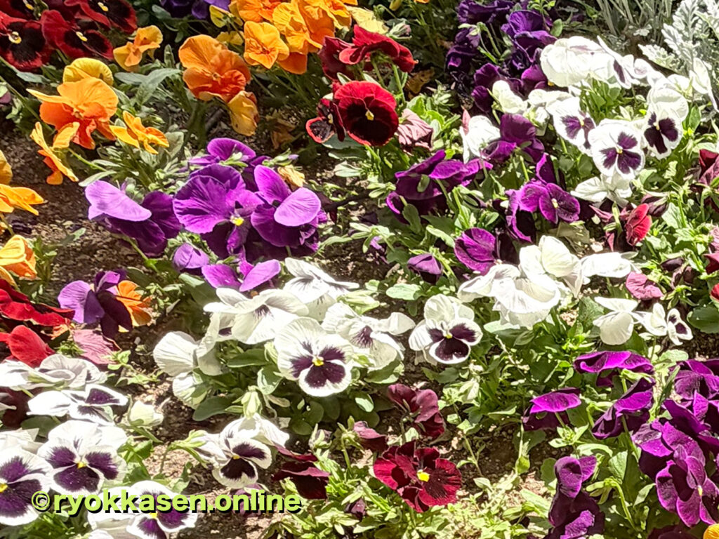 pansy