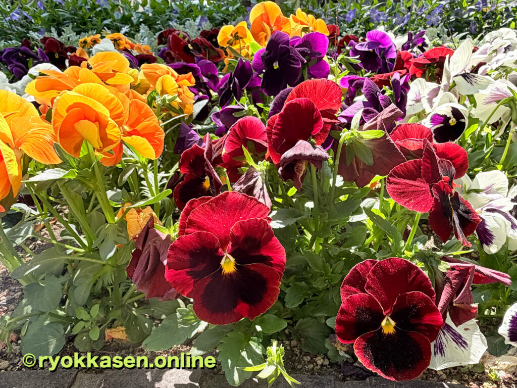 pansy