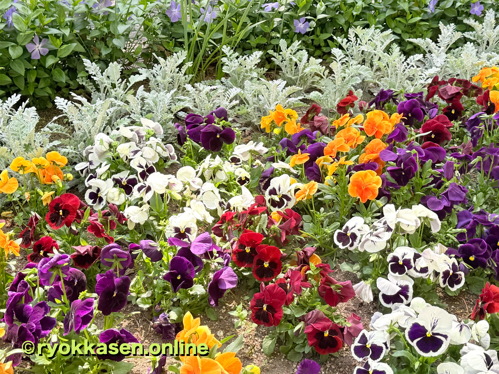 pansy