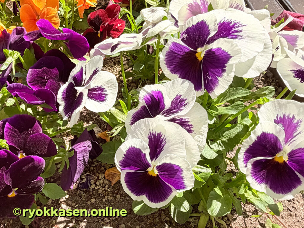 pansy