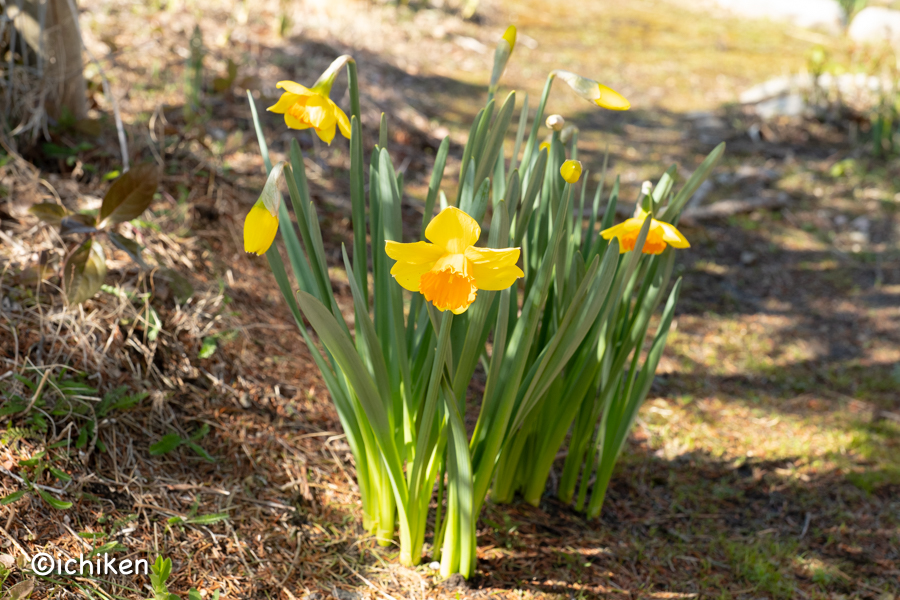 narcissus