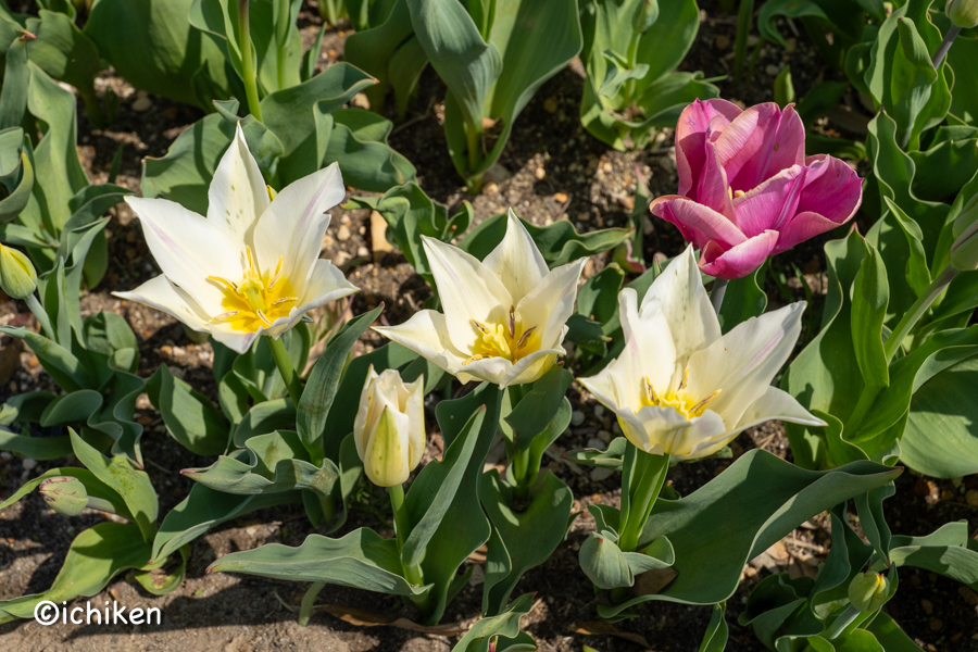 tulip
