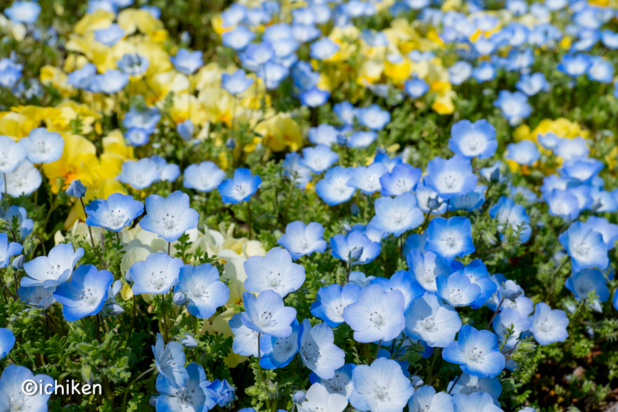 baby blue eyes-7