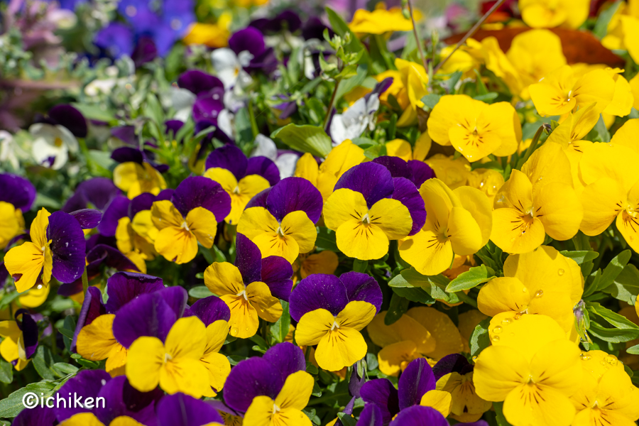 viola
