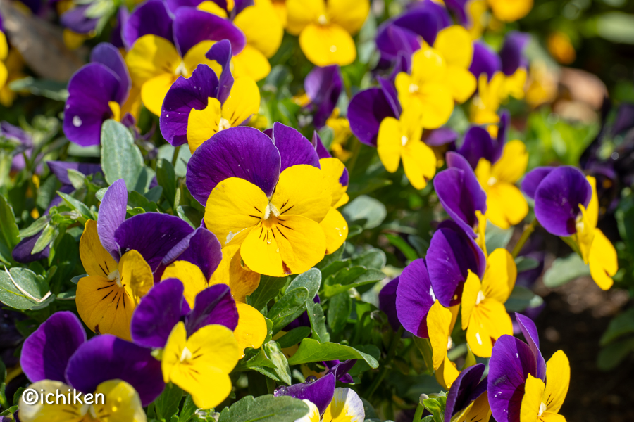 viola