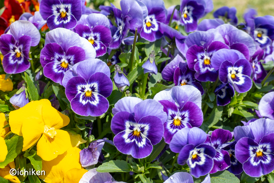 viola