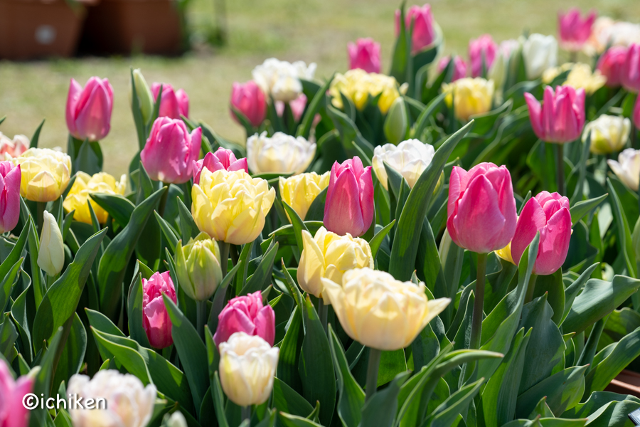 tulip