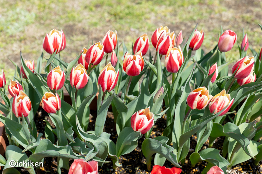 tulip