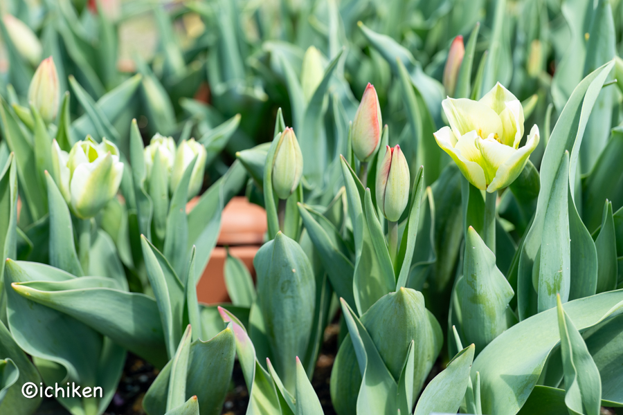 tulip