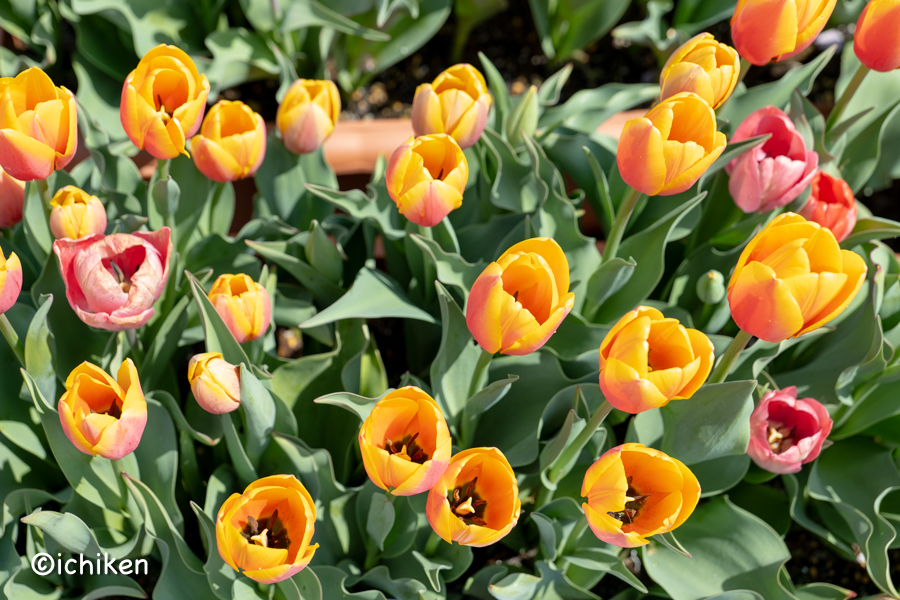 tulip