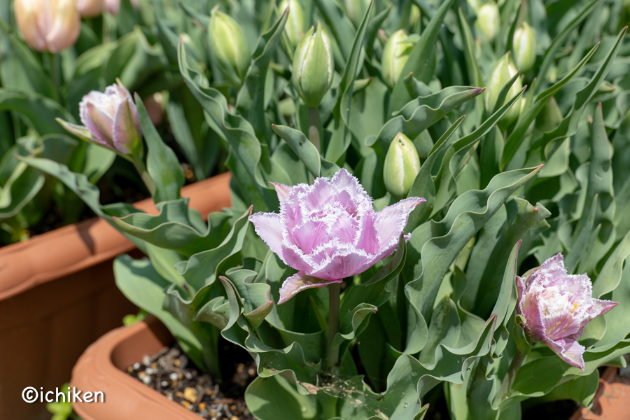 tulip