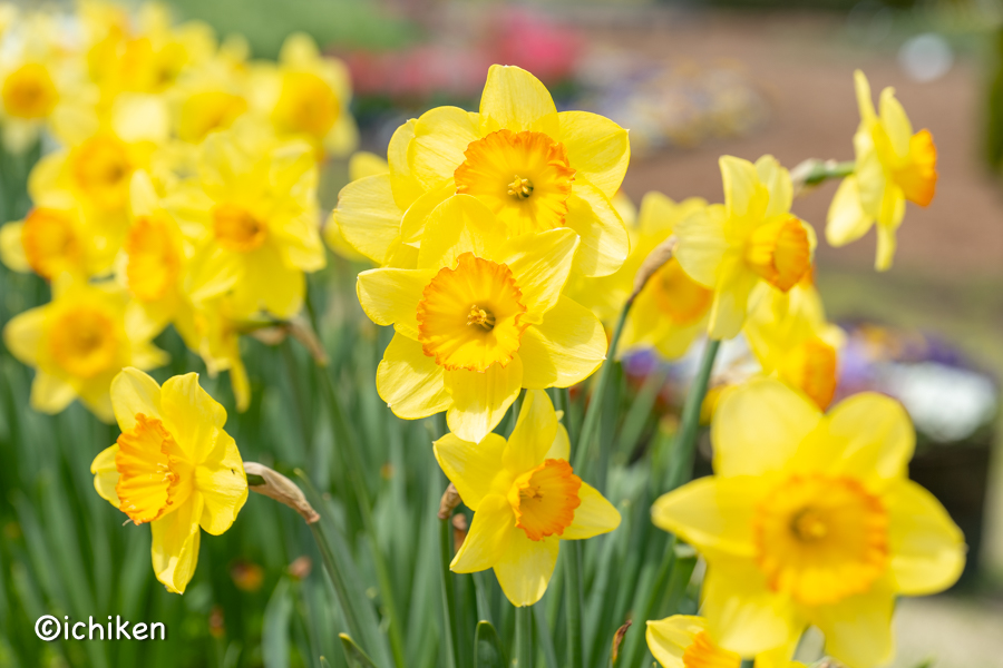 narcissus