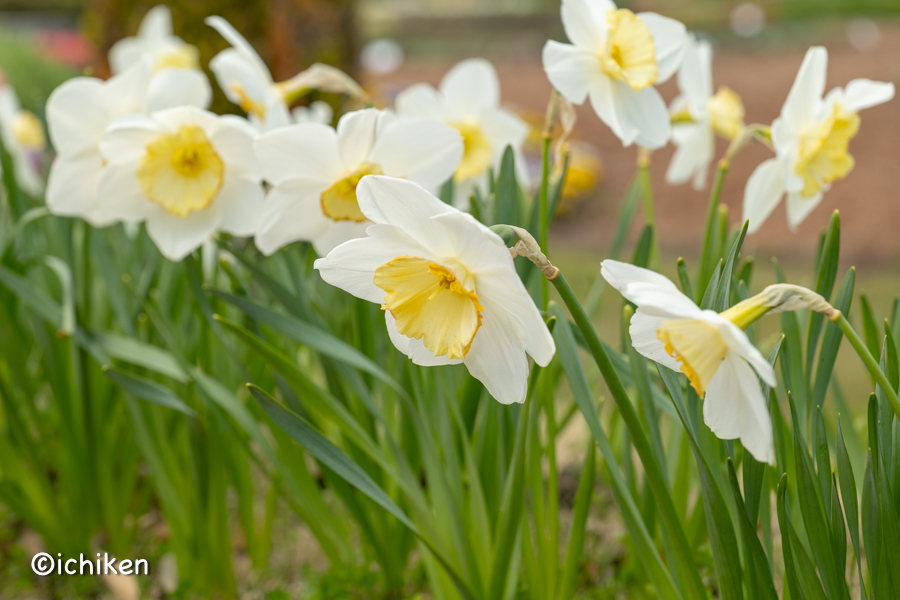 narcissus