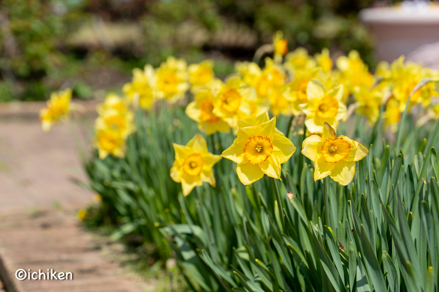 narcissus