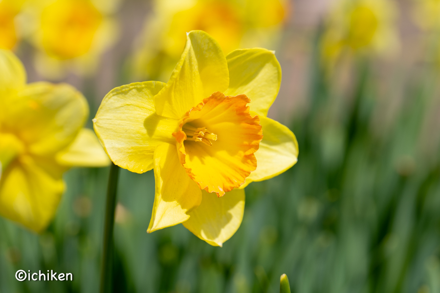 narcissus