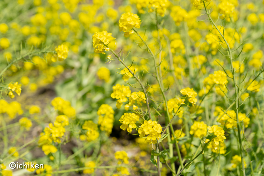 canola flower
