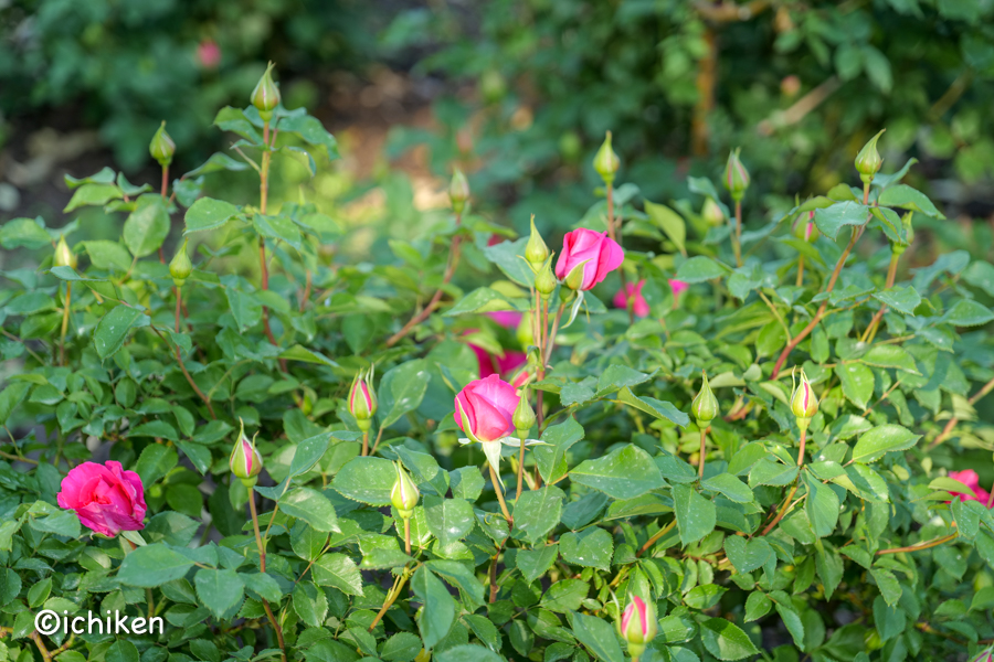 rose