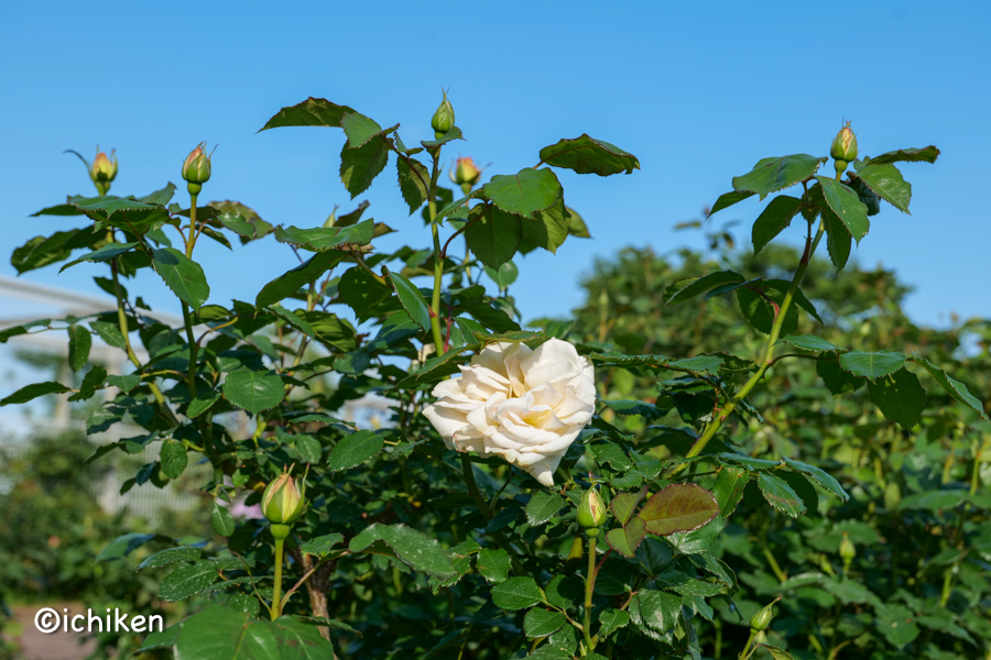 rose