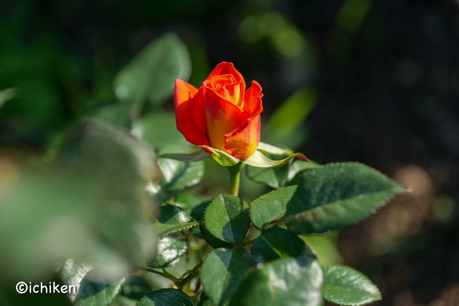 rose