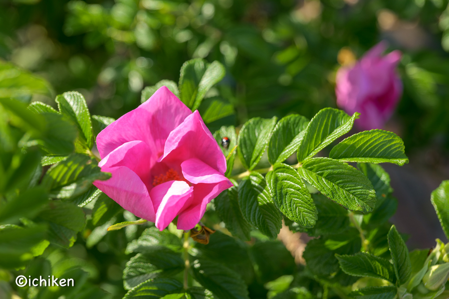 rugosa rose