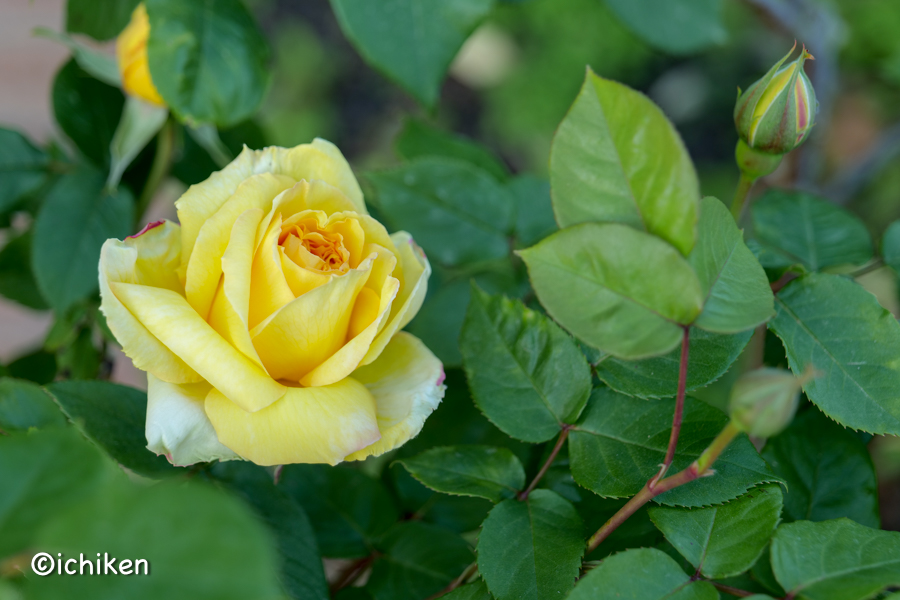 rose
