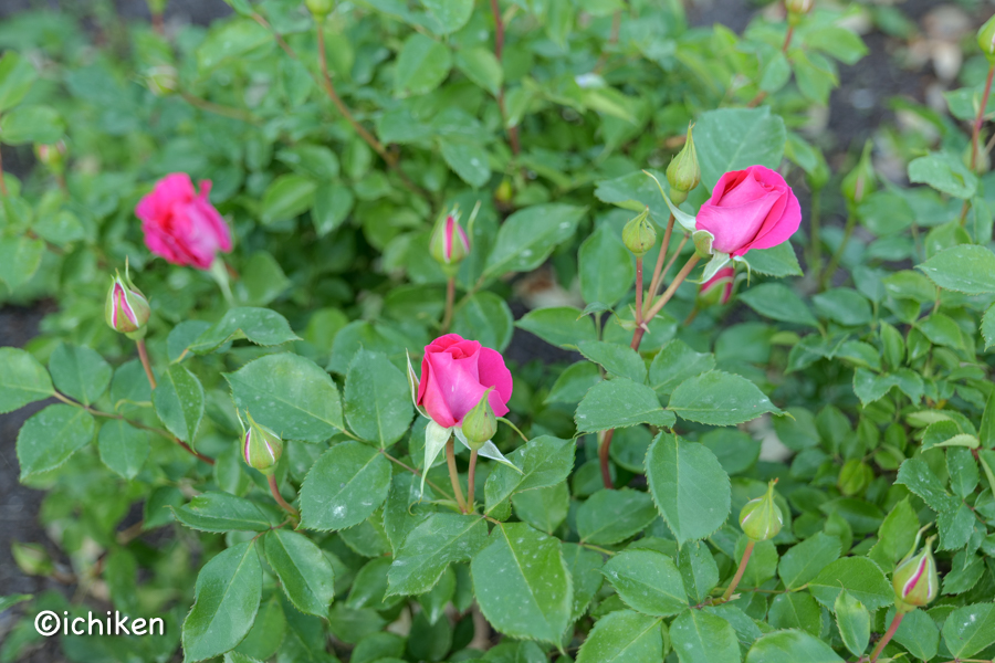 rose
