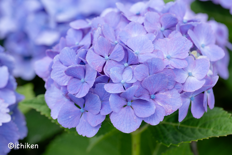 hydrangea