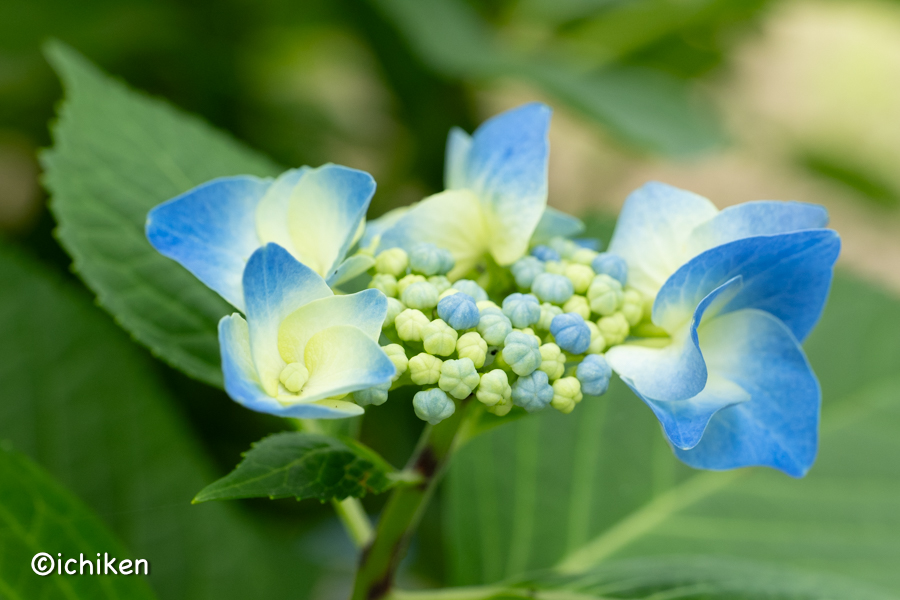 hydrangea