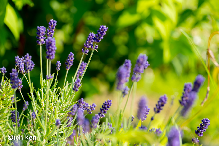 Lavandula