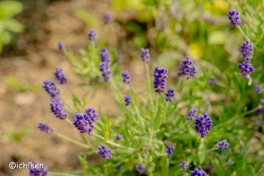 Lavandula