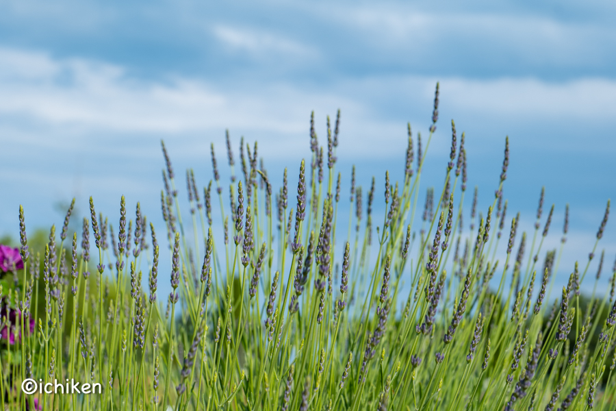 Lavandula