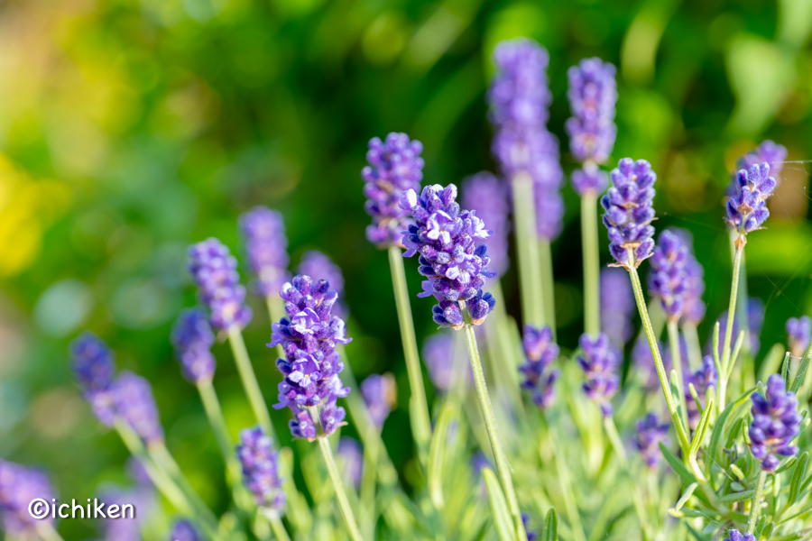 Lavandula