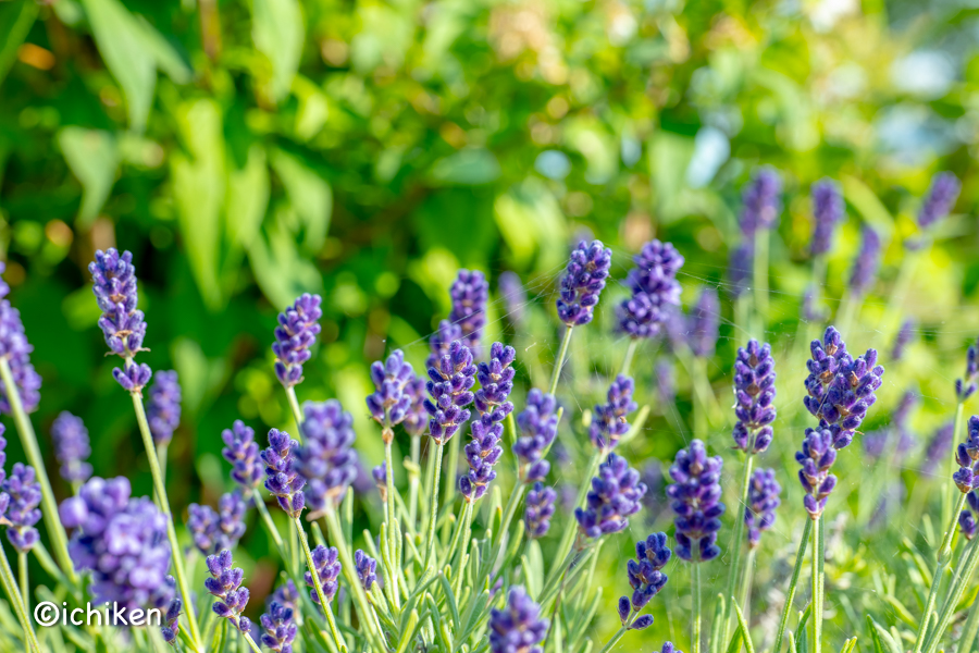 Lavandula