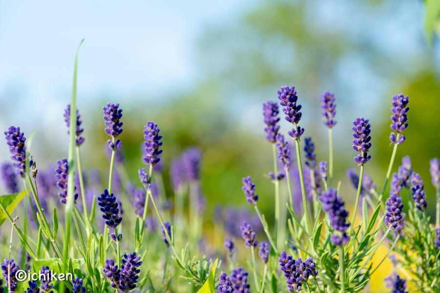 Lavandula